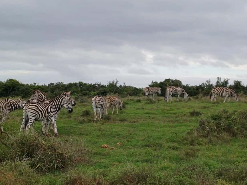 Kragga Kamma Game Park - Exploring Kragga Kamma Game Park: What to Expect