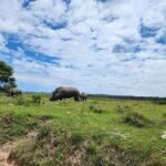 Kragga Kamma Game Park Half Day Safari - What to Expect at Kragga Kamma Game Park