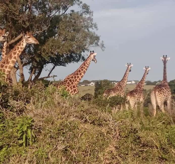 Kragga kamma private game reserve tour - Why This Tour is a Great Value