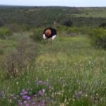 Kragga Kamma Safaris And Shore Excursions - Authentic Insights from Past Travelers