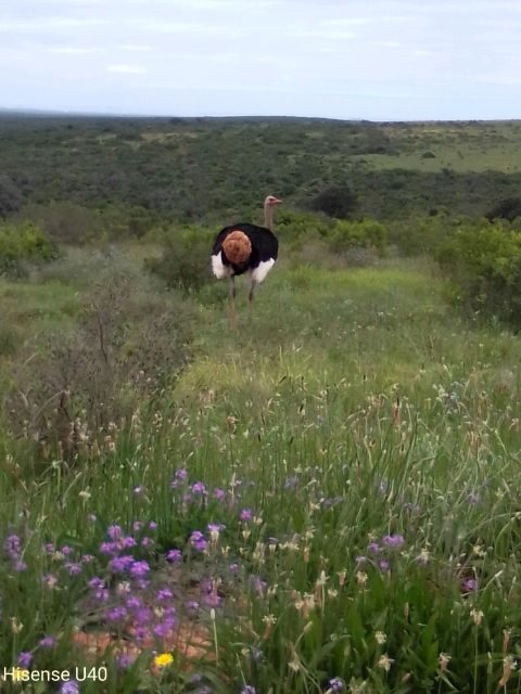 Kragga Kamma Safaris And Shore Excursions - Authentic Insights from Past Travelers