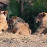 Kruger Morning Game Drive from Marloth Park & Komatipoort - Guide Experience & Authentic Encounters