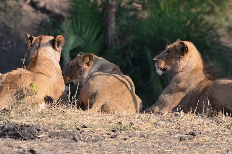 Kruger Morning Game Drive from Marloth Park & Komatipoort - Guide Experience & Authentic Encounters