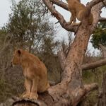 Kruger National Park: 10-Day Northern to Southern Tour - Practical Tips for Participants
