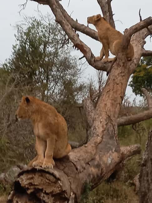 Kruger National Park: 10-Day Northern to Southern Tour - Practical Tips for Participants