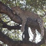 Kruger National Park, - Who Is This Tour Best For?