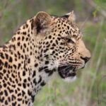 Kruger National Park: 3-Day Essence of the Kruger Safari - What Is Included and What To Expect