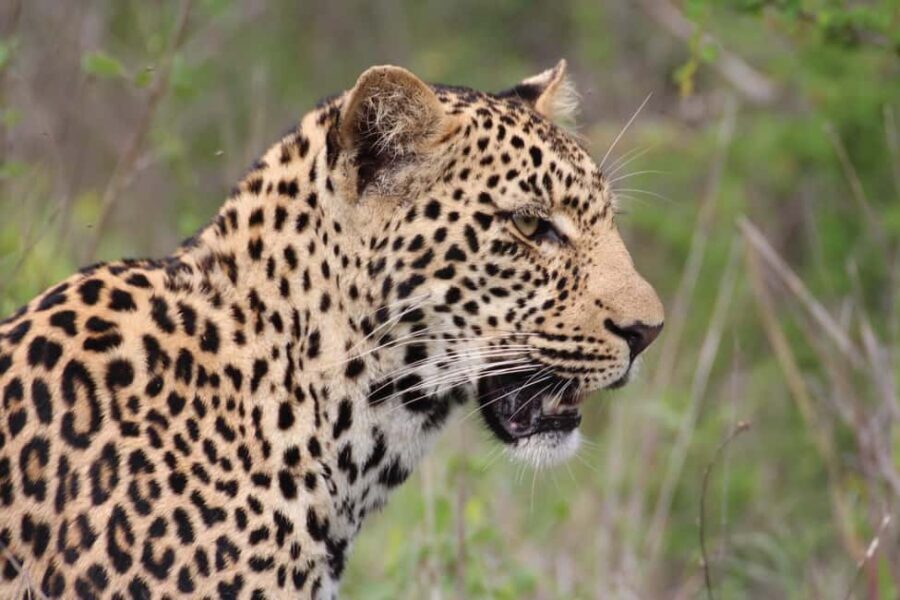 Kruger National Park: 3-Day Essence of the Kruger Safari - What Is Included and What To Expect