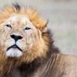 Kruger National Park 3 Days Best Ever Safari from Cape Town - What’s Included and What’s Not