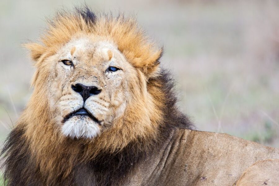 Kruger National Park 3 Days Best Ever Safari from Cape Town - What’s Included and What’s Not