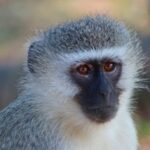 Kruger National Park: 3-Hour Walking Safari - Is It Worth the Price?