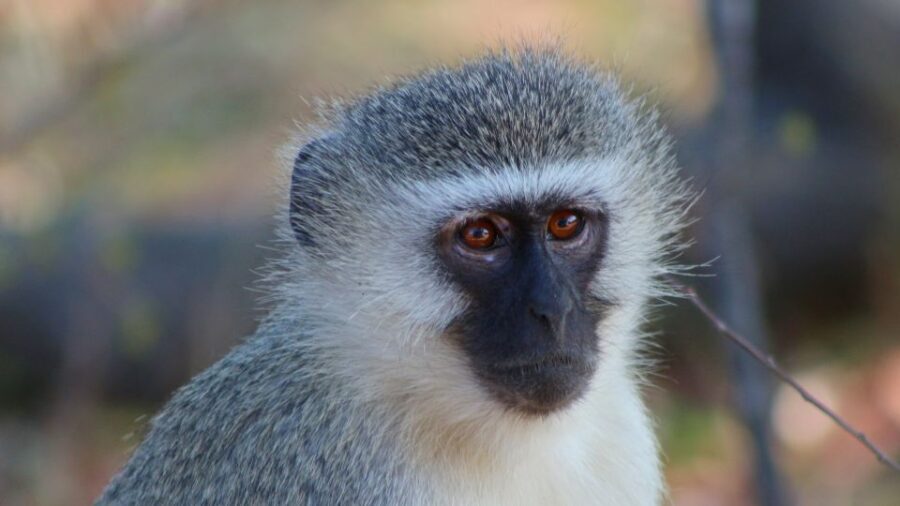 Kruger National Park: 3-Hour Walking Safari - Is It Worth the Price?
