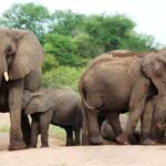 Kruger National Park: 4-Day Encounter the Kruger Park Safari - The Practical Side: What to Know Before Booking