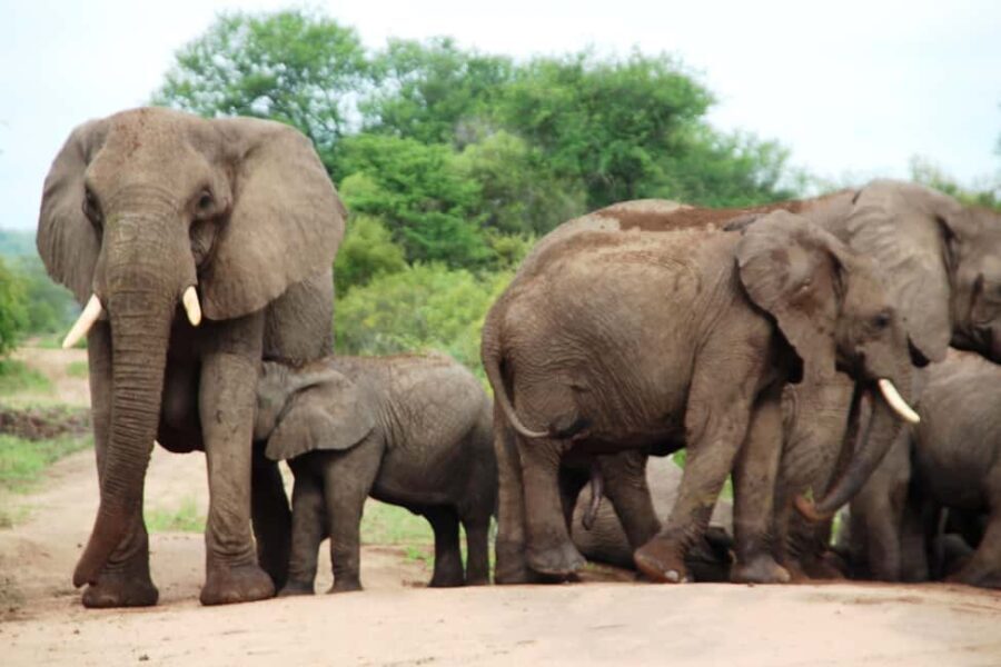 Kruger National Park: 4-Day Encounter the Kruger Park Safari - The Practical Side: What to Know Before Booking