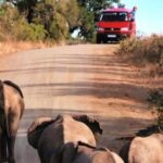 Kruger National Park - 4 Day Tour from Johannesburg - The Itinerary Breakdown