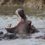 Kruger National Park - 5 Day Safari Tour - What Sets This Tour Apart?