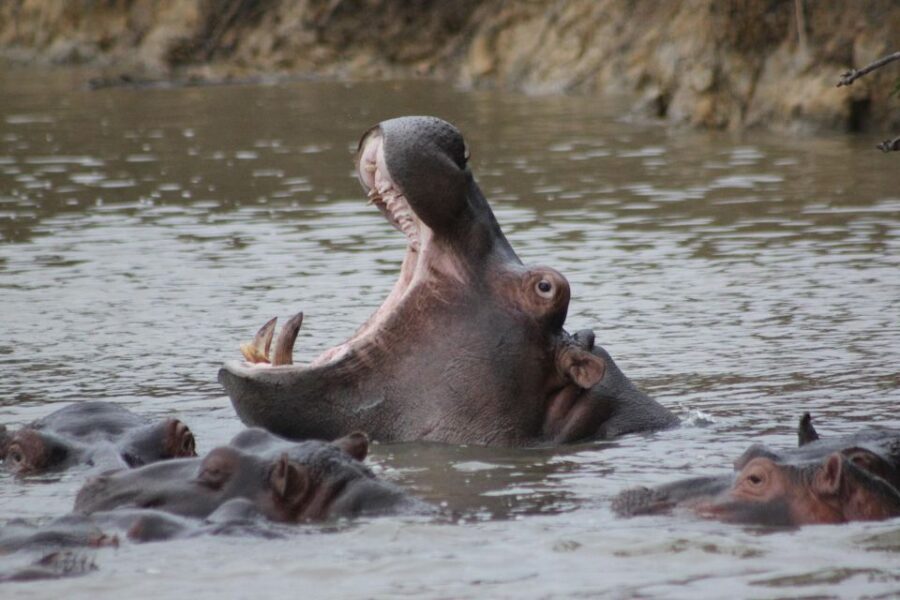 Kruger National Park - 5 Day Safari Tour - What Sets This Tour Apart?