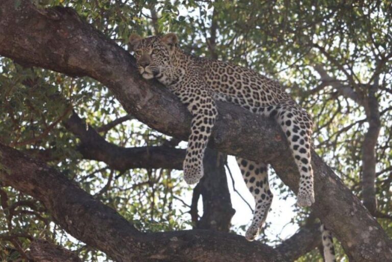 Kruger National Park, - Who Is This Tour Best For?