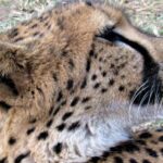Kruger National Park Afternoon Safari - Price & Value: What Are You Getting?