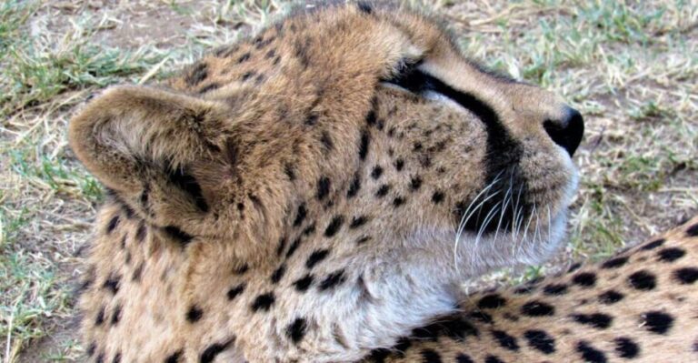 Kruger National Park Afternoon Safari - Price & Value: What Are You Getting?