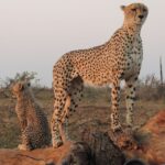 Kruger National Park: Full-Day Game Drive with Pickup - Why This Experience Stands Out