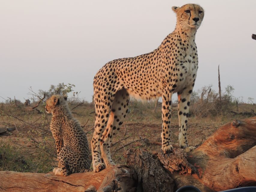 Kruger National Park: Full-Day Game Drive with Pickup - Why This Experience Stands Out
