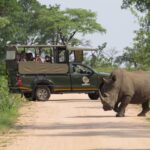 Kruger National Park: Full-Day Private Safari With Pickup - What to Expect: A Typical Day in the Park