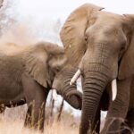 Kruger National Park Full-Day Safari - Navigating the Logistics