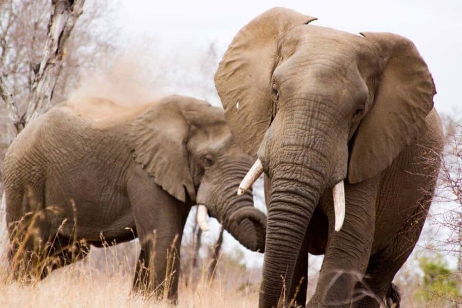 Kruger National Park Full-Day Safari - Navigating the Logistics
