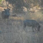 Kruger National Park Morning Safari - Who Is This Safari Perfect For?