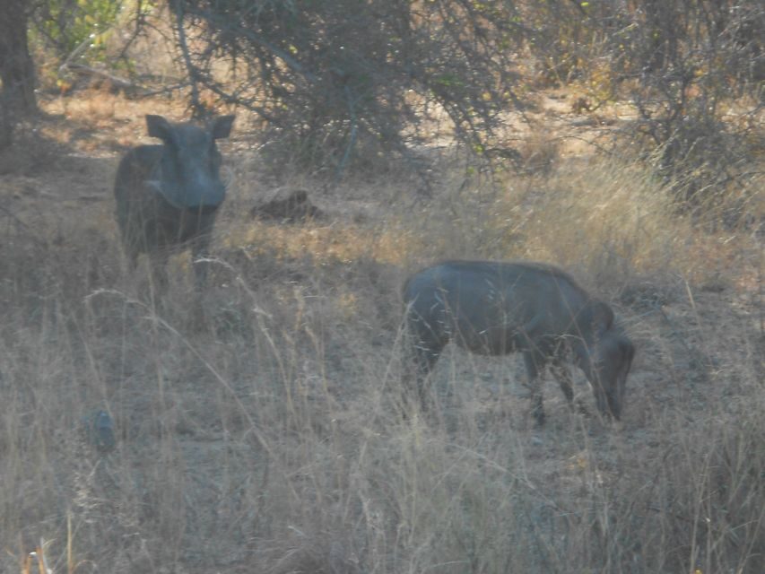 Kruger National Park Morning Safari - Who Is This Safari Perfect For?