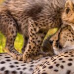 Kruger National Park: Safari & Panorama Route - Exploring the Itinerary in Detail