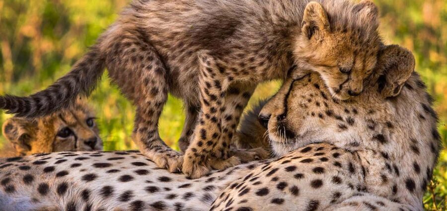 Kruger National Park: Safari & Panorama Route - Exploring the Itinerary in Detail