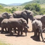 Kruger national park tour 4day-3nights (open safari vehicle) - What Travelers Say About This Tour
