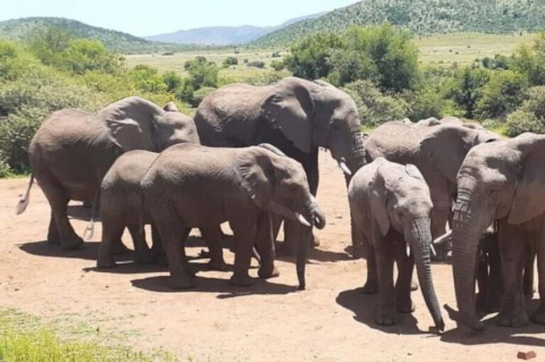 Kruger national park tour 4day-3nights (open safari vehicle) - What Travelers Say About This Tour