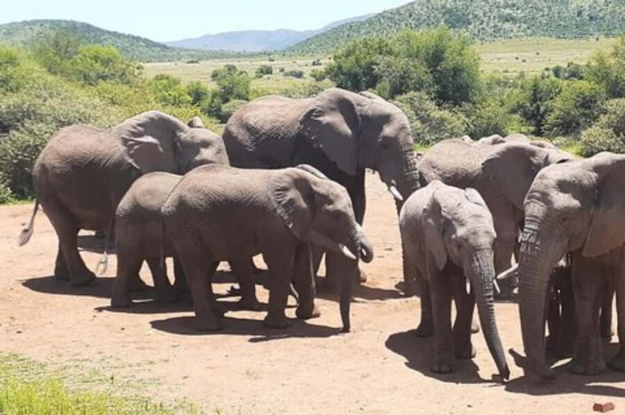 Kruger national park tour 4day-3nights (open safari vehicle) - What Travelers Say About This Tour
