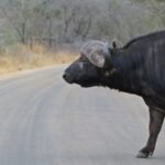 Kruger National Park: Village Tour & Halfday Kruger Safari - Final Thoughts: Who Will Love This Tour?