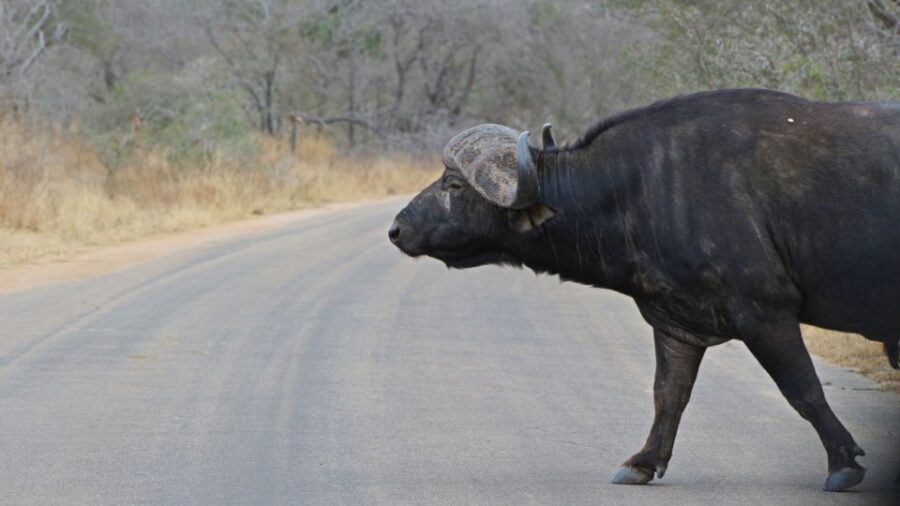 Kruger National Park: Village Tour & Halfday Kruger Safari - Final Thoughts: Who Will Love This Tour?