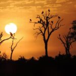 Kruger National Park: Wildlife-Watching Safari - Authentic Experiences and Insights from Travelers