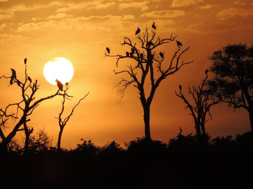 Kruger National Park: Wildlife-Watching Safari - Authentic Experiences and Insights from Travelers