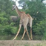 Kruger Overnight Tour: 2 days in an Open Safari Vehicle. - The Value of This Tour