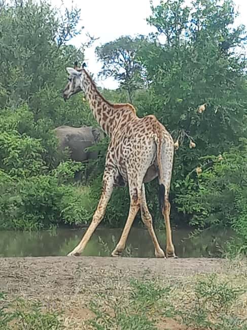 Kruger Overnight Tour: 2 days in an Open Safari Vehicle. - The Value of This Tour