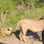 Kruger Park Full Day Guided Safari - The Experience of Guided Wildlife Viewing