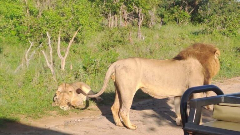 Kruger Park Full Day Guided Safari - The Experience of Guided Wildlife Viewing
