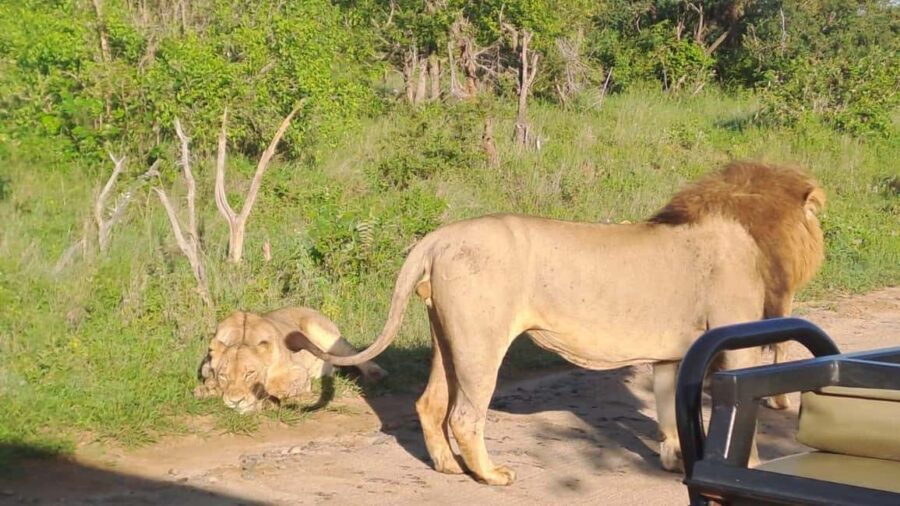 Kruger Park Full Day Guided Safari - The Experience of Guided Wildlife Viewing