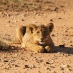 Kruger Park Full Day Safari - The Itinerary Breakdown
