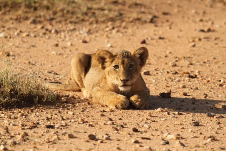 Kruger Park Full Day Safari - The Itinerary Breakdown