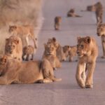 Kruger Park Safari from Maputo - What to Expect During the Safari