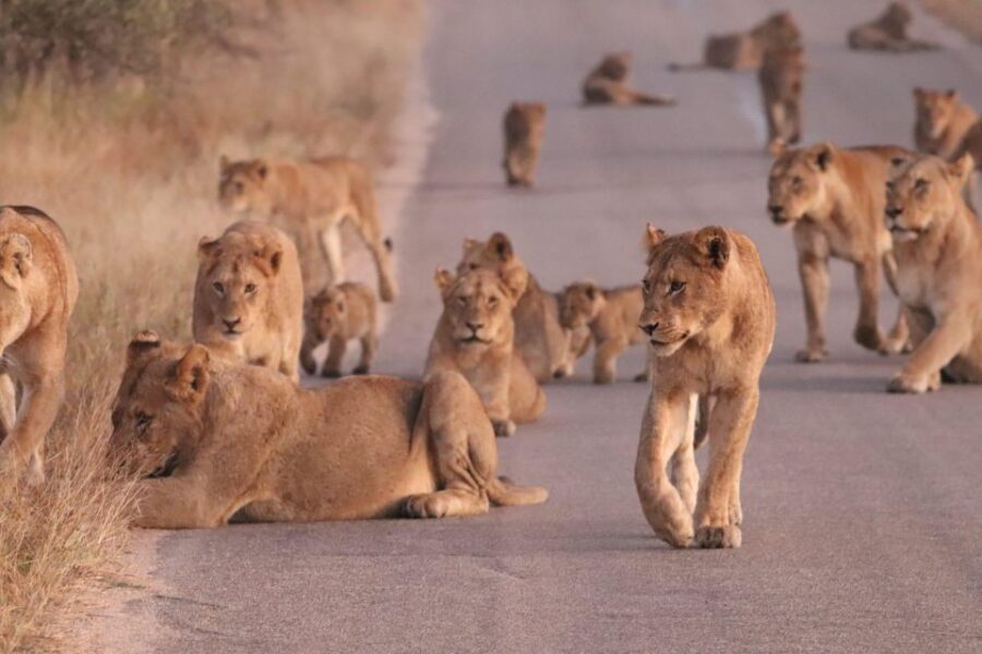 Kruger Park Safari from Maputo - What to Expect During the Safari
