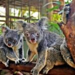 Kuranda, Cairns & Port Douglas Multi-Park Package - Who Will Love This Package?